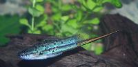 Xiphophorus hellerii, grön