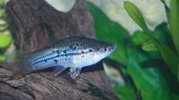 Xiphophorus hellerii, grön