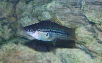 Xiphophorus hellerii, grön