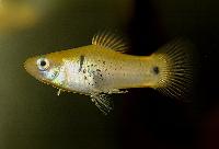 Xiphophorus maculatus, Gua Zapote
