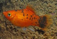 Xiphophorus maculatus, berliner