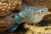 Xiphophorus maculatus, blå fläckig