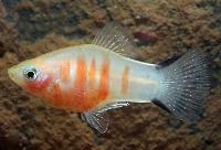 Xiphophorus maculatus, gul korallzebra