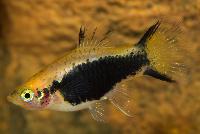 Xiphophorus maculatus, gul neon tuxedo