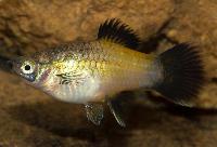 Xiphophorus maculatus, gul wagtail