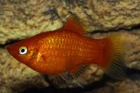 Xiphophorus maculatus, röd neon