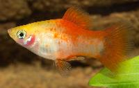 Xiphophorus maculatus, red top gul