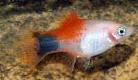 Xiphophorus maculatus, red top musse
