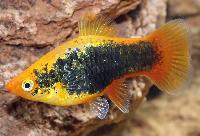 Xiphophorus maculatus, sunset tuxedo neon