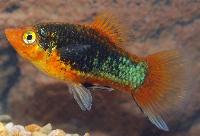 Xiphophorus maculatus, svart