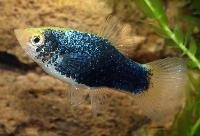 Xiphophorus maculatus, svartgul