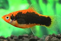 Xiphophorus maculatus, tuxedo