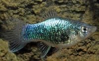 Xiphophorus maculatus, tuxedo blå neon
