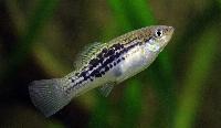 Xiphophorus nezahualcoyotl