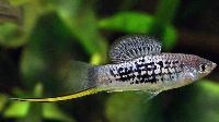 Xiphophorus nezahualcoyotl