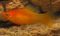 Xiphophorus variatus, indian guld