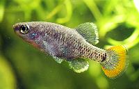 Zoogonecticus tequila, Rio Teuchitlan Ameca Basin Jalisco, Mexico