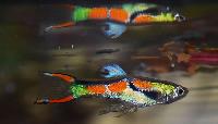 Poecilia reticulata (Endlers)