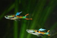 Poecilia reticulata (Endlers)