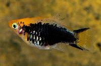 Xiphophorus maculatus, gul tuxedo comet