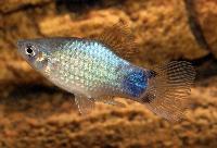 Platy blåneon Musse Pigg