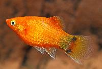 Platy rödneon Musse Pigg