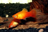 Platy sunset 
