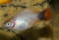 Platy vit rödstjärtad Musse Pigg