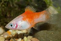 Xiphophorus maculatus, red top silver