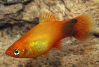 Xiphophorus maculatus, sunset musse pigg