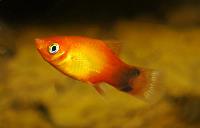 Xiphophorus maculatus, sunset musse pigg