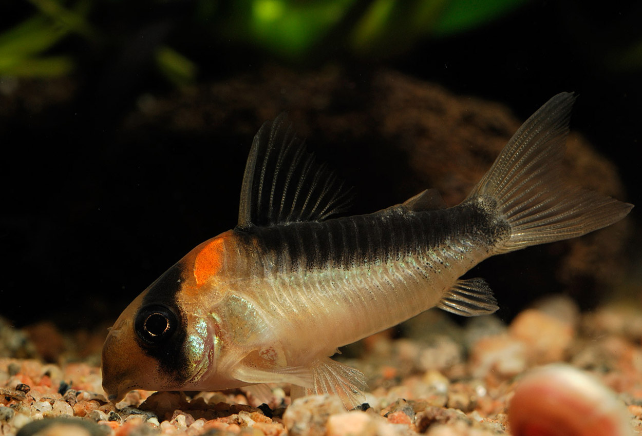 Duplicareus corydoras