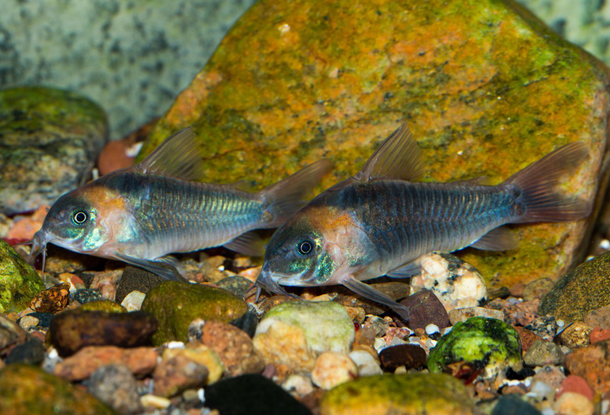 Trekant corydoras