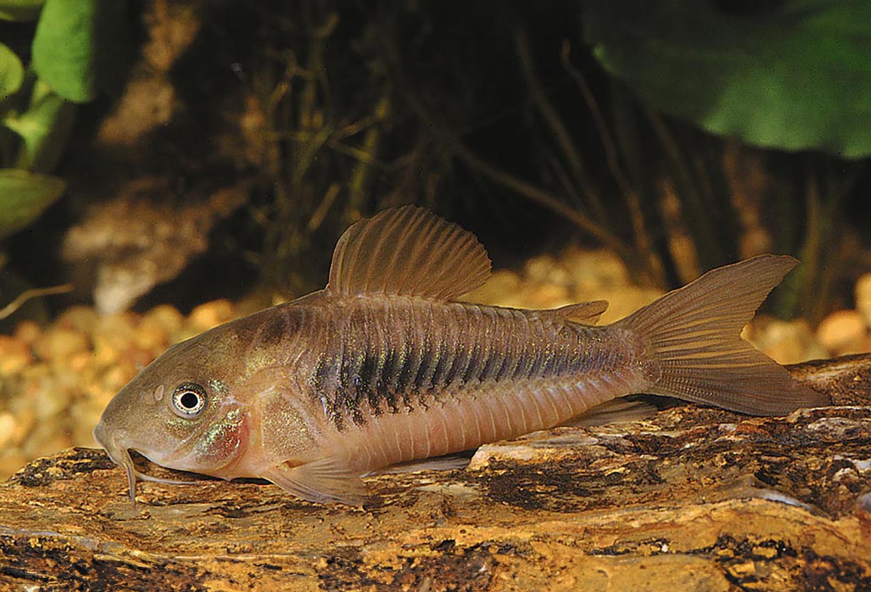 Corydoras aeneus