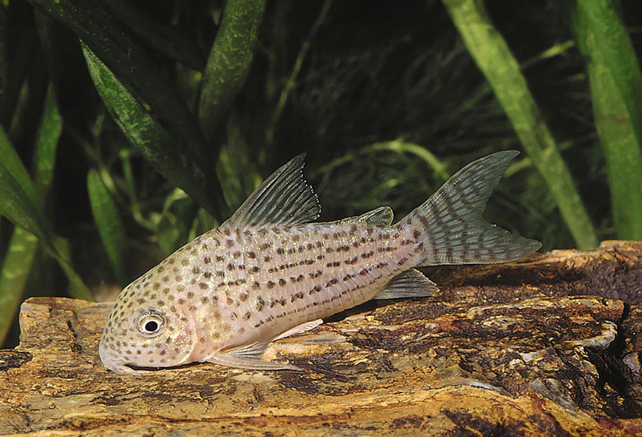 Araguaia pansermalle