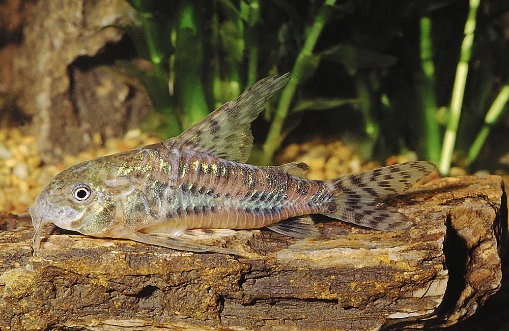 Corydoras paleatus