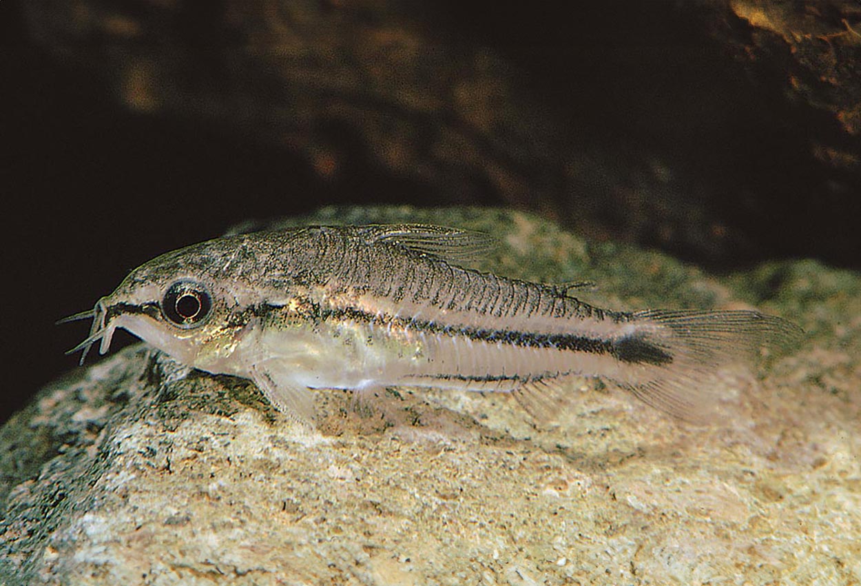 Pygmépansermalle