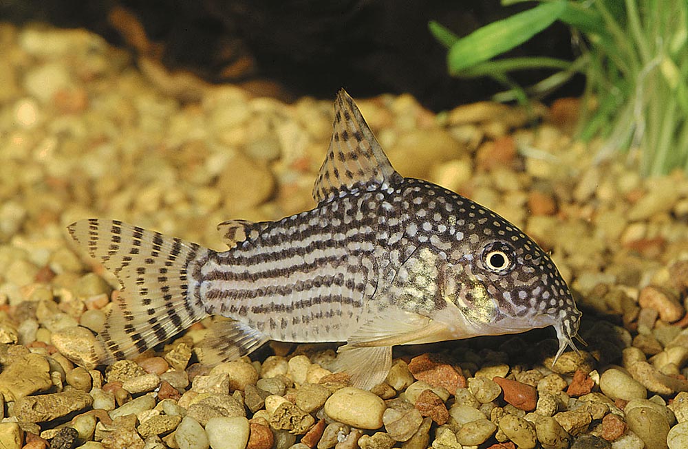 Corydoras sterbai