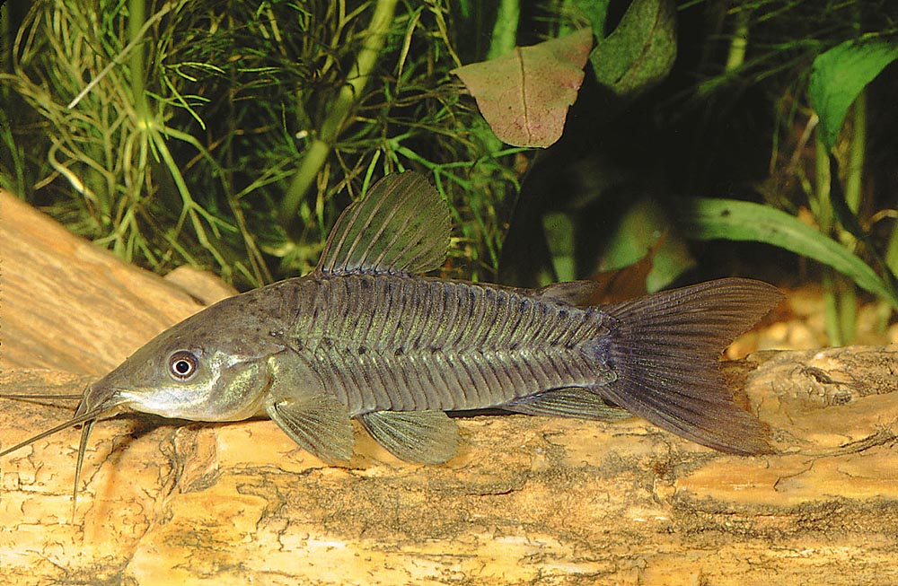 Hoplosternum littorale