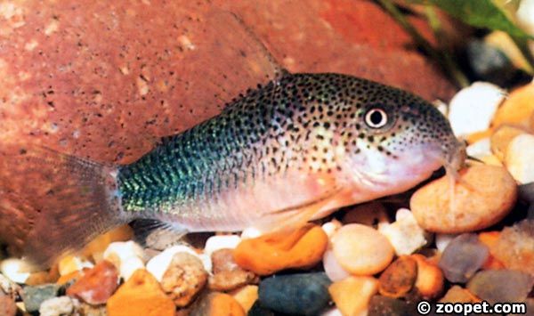 Corydoras similis