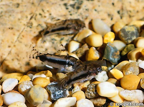 Corydoras habrosus