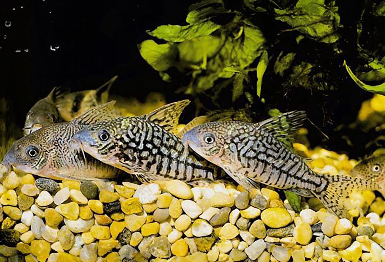 Corydoras sodalis, Peru