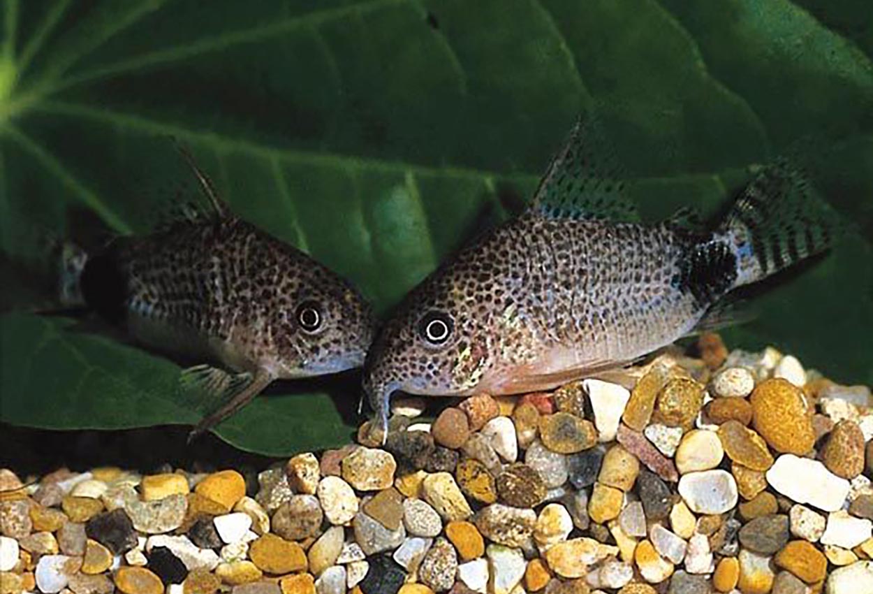 Haleflekket corydoras