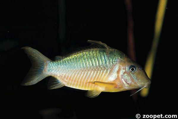 Corydoras britskii