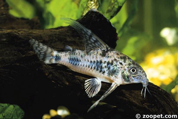 Corydoras paleatus, Argentina