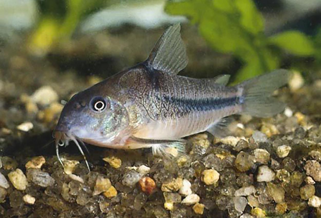 Natterers pansermalle