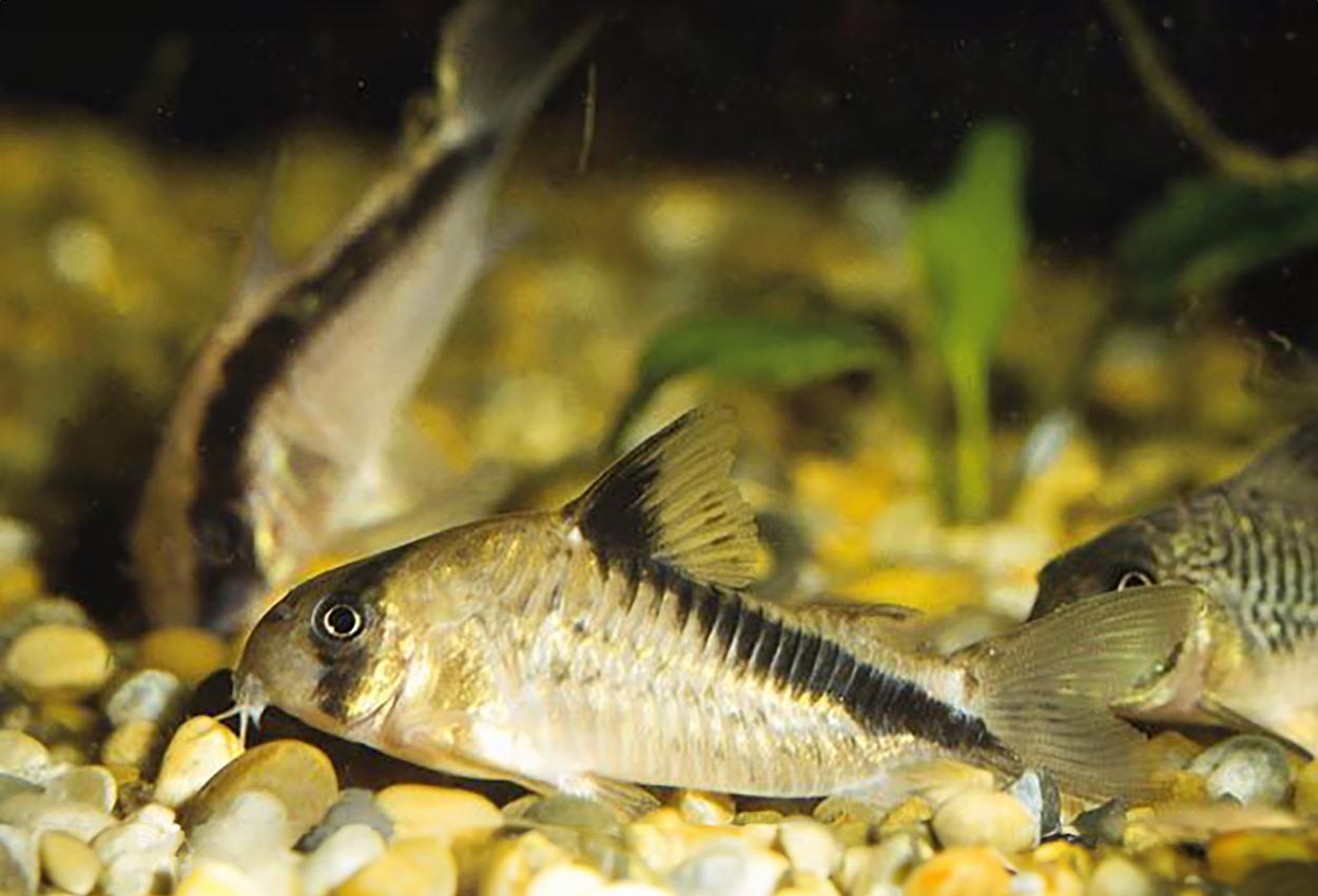 Melins pansarmalle