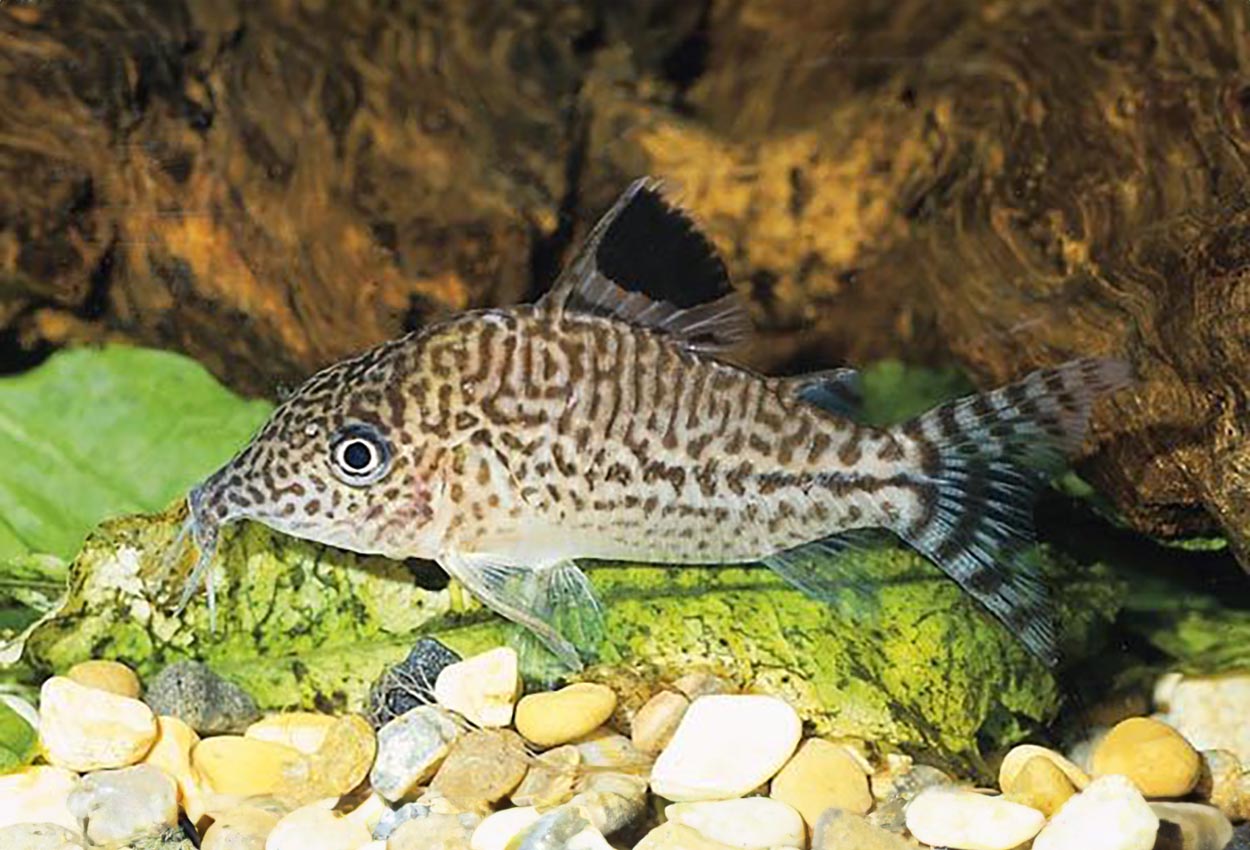 Corydoras leopardus, Brasilien