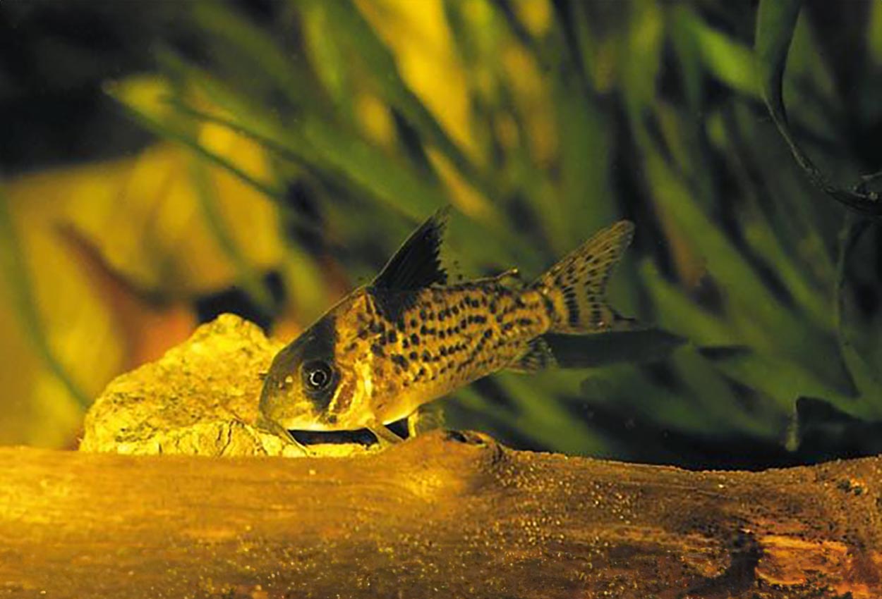 Lecumelas pansarmalle