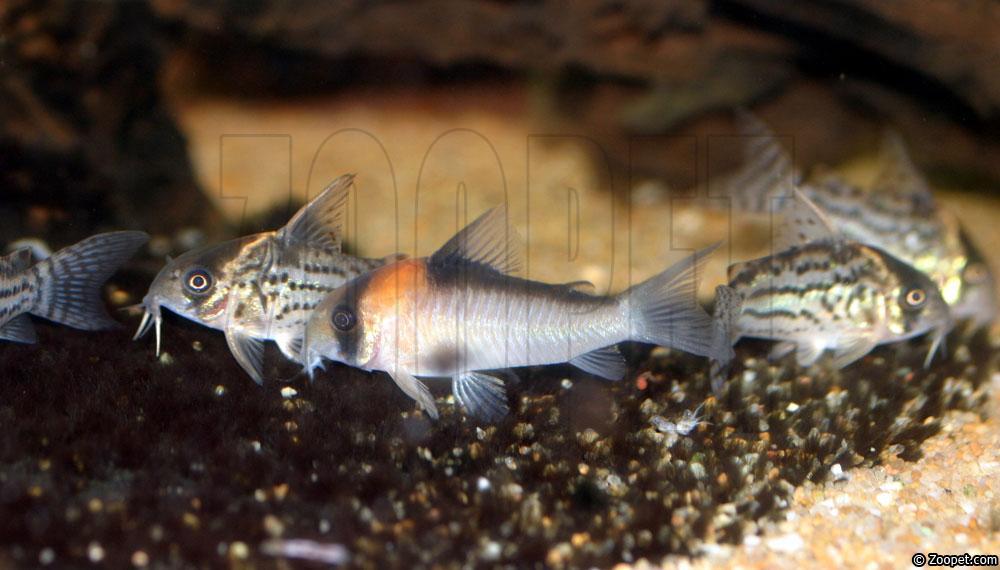 Corydoras adolfoi o  C. schwartzi